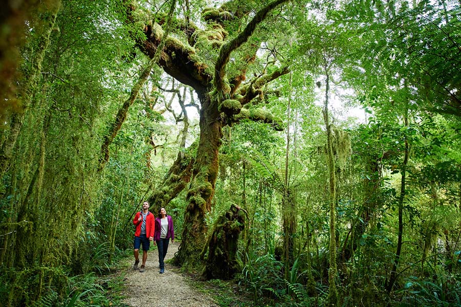 Oparara Arches West Coast Rain Forest New Zealand